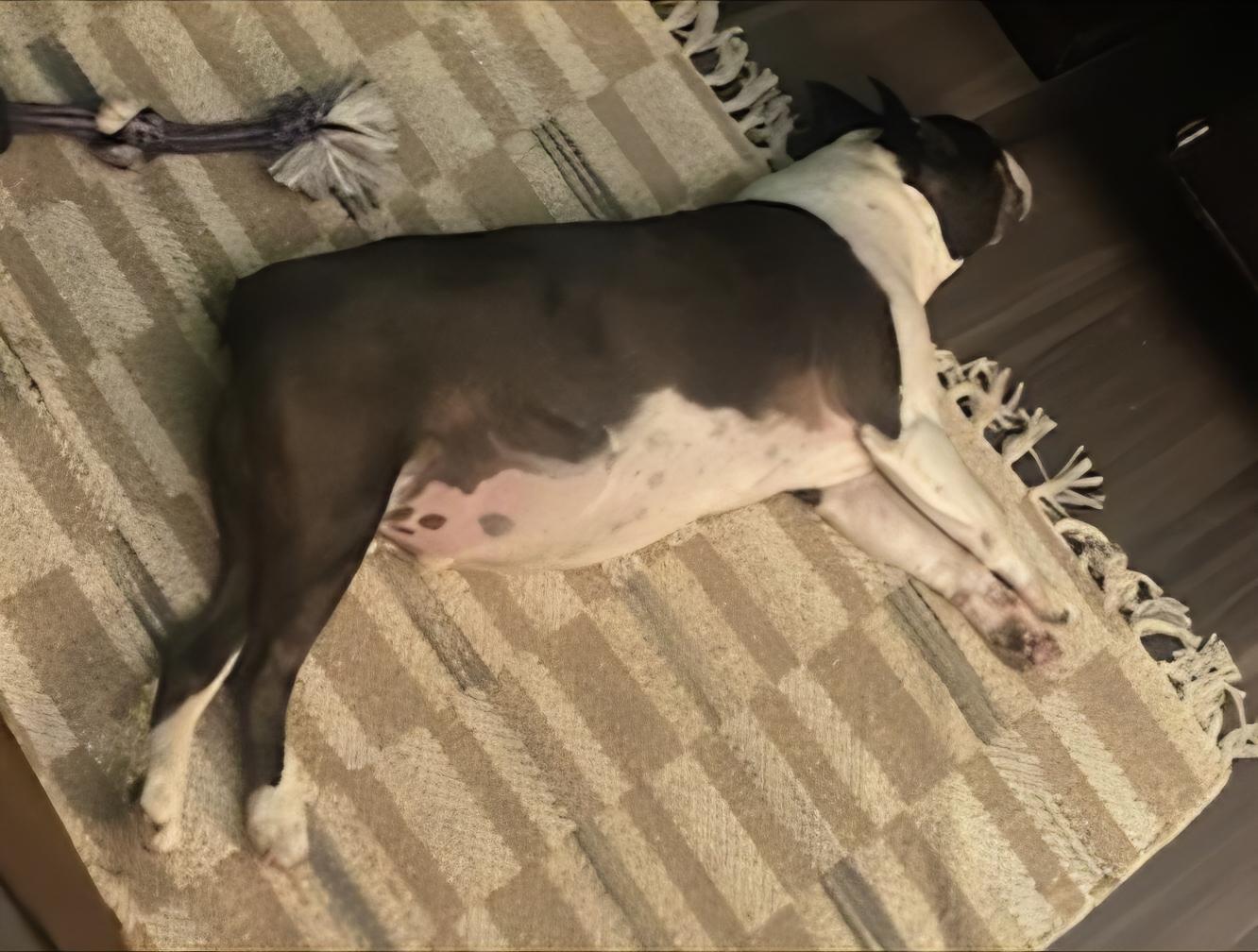 Enlarge Roscoe in MO, a Adoptable Boston Terrier in Kansas City, MO image 4/6