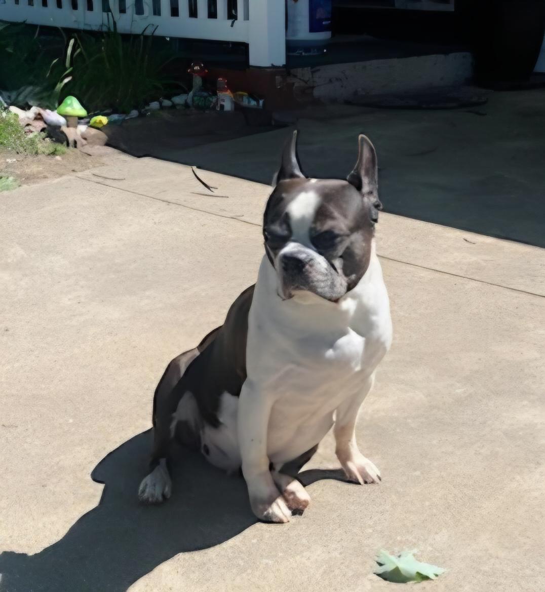 Roscoe in MO, Adoptable, Adult Male Boston Terrier.