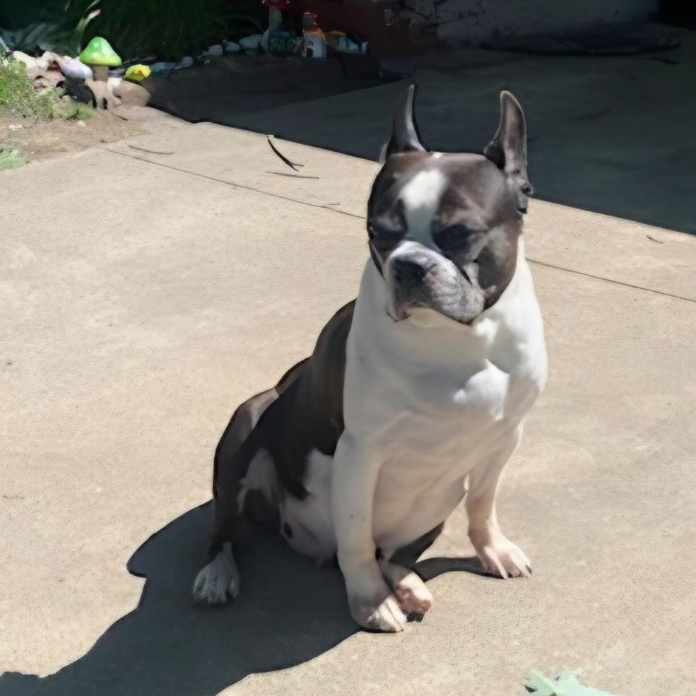 Roscoe in MO, a Adoptable Boston Terrier in St Louis, MO image 2/6