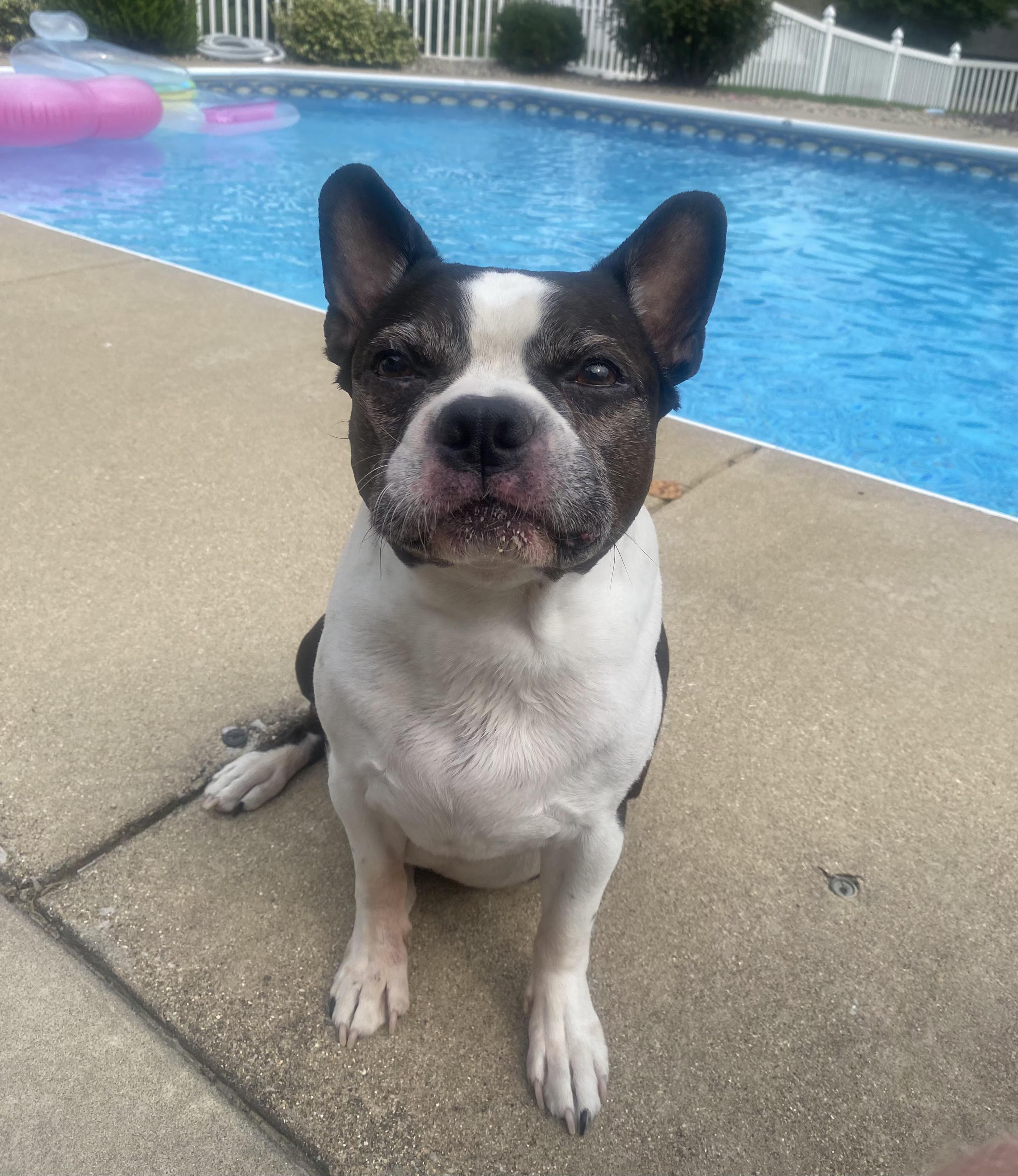 Roscoe in MO, a Adoptable Boston Terrier in St Louis, MO image 6/6
