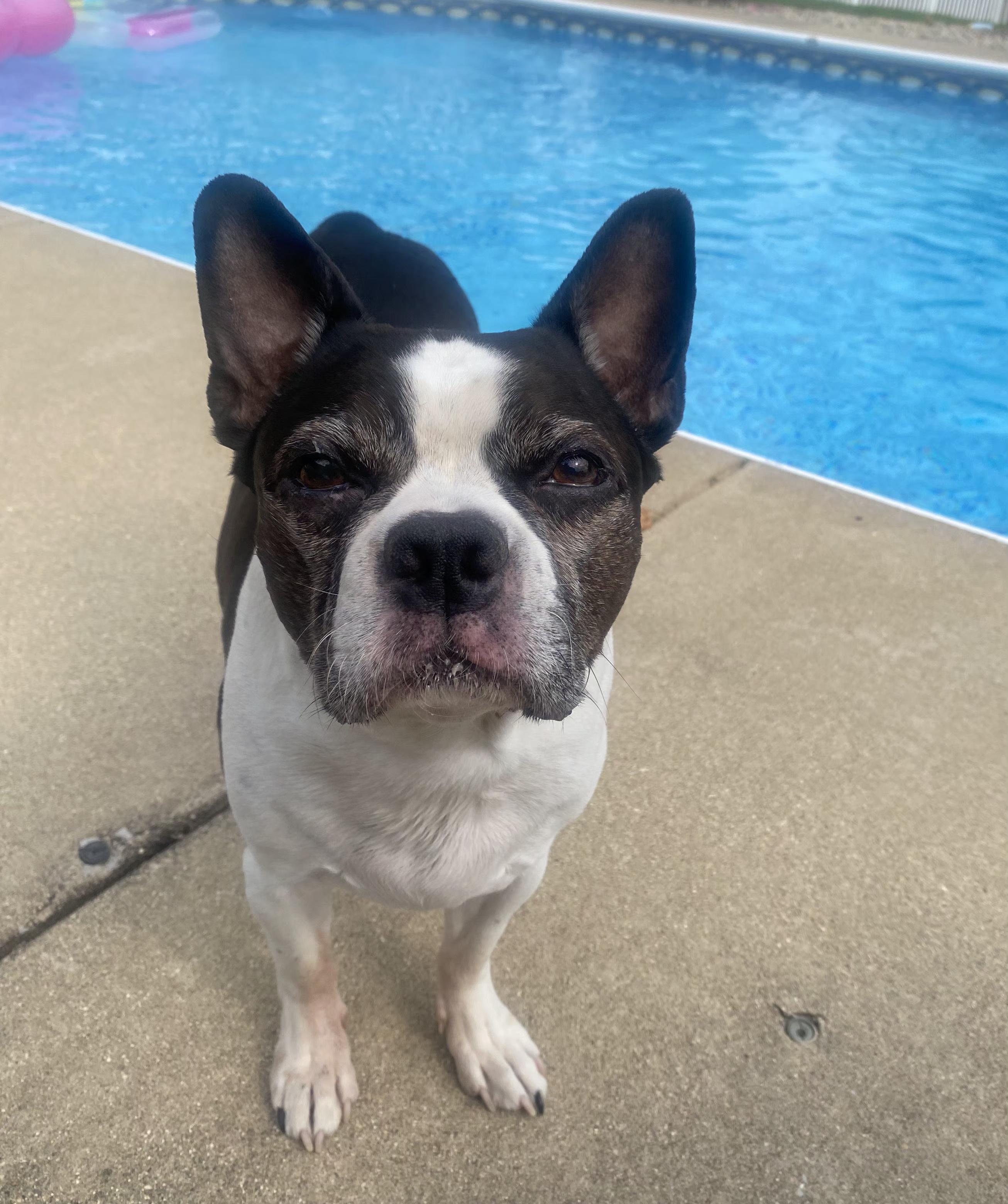 Roscoe in MO, a Adoptable Boston Terrier in St Louis, MO image 5/6