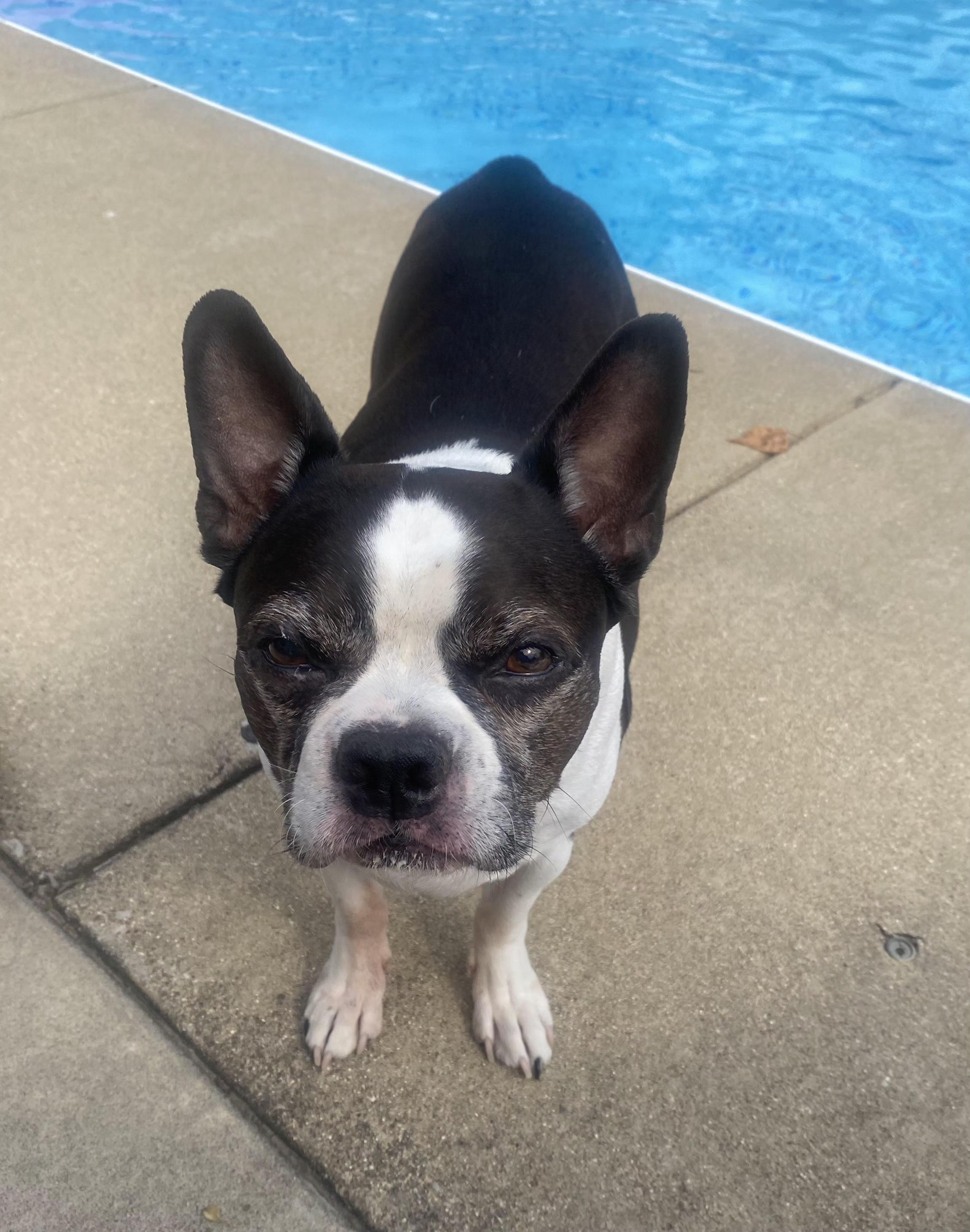 Roscoe in MO, a Adoptable Boston Terrier in St Louis, MO image 1/6