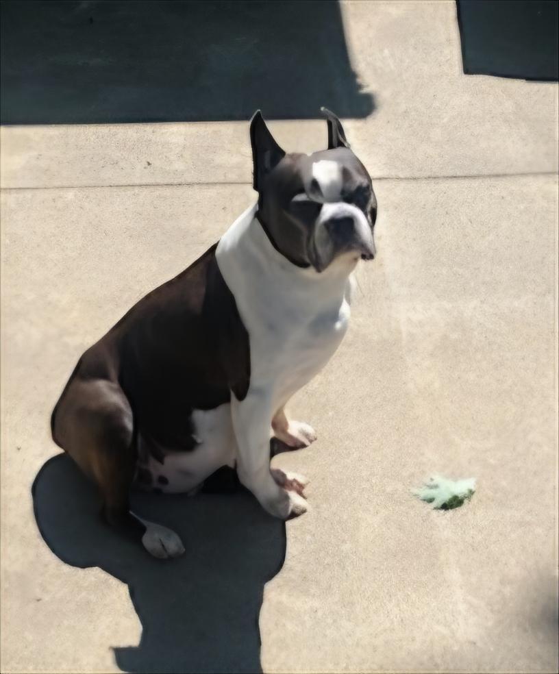 Enlarge Roscoe in MO, a Adoptable Boston Terrier in Kansas City, MO image 2/6