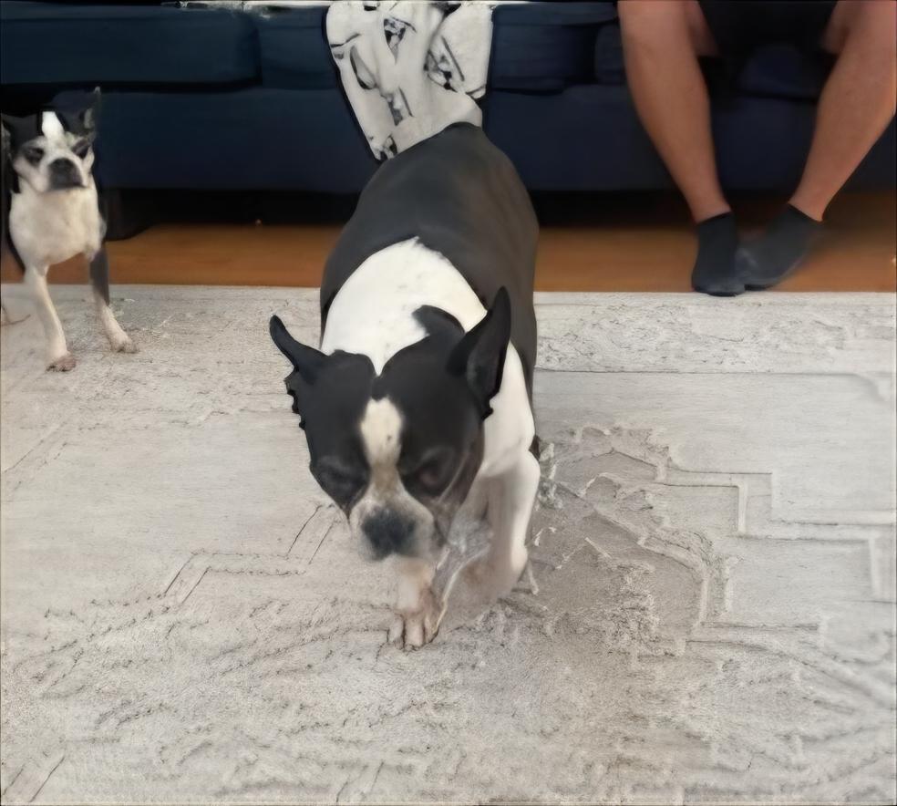 Enlarge Roscoe in MO, a Adoptable Boston Terrier in Kansas City, MO image 3/6