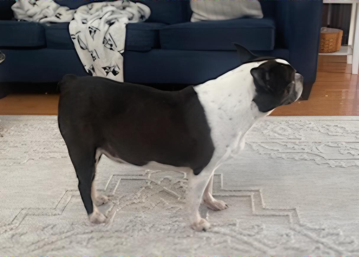 Enlarge Roscoe in MO, a Adoptable Boston Terrier in Kansas City, MO image 5/6