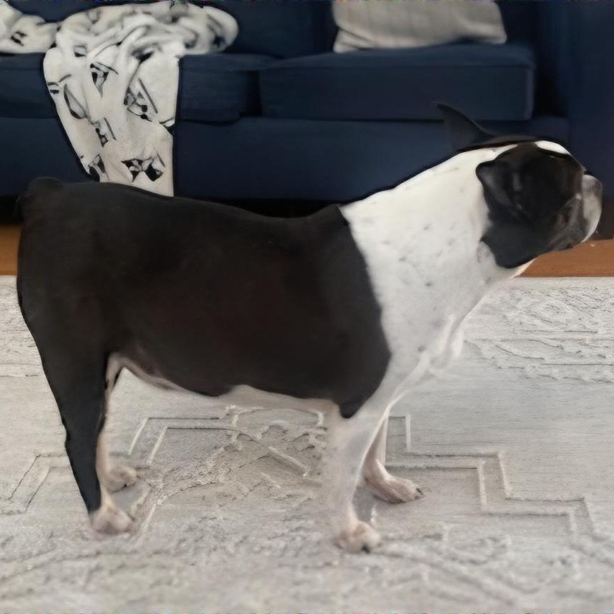 Roscoe in MO, a Adoptable Boston Terrier in St Louis, MO image 3/6