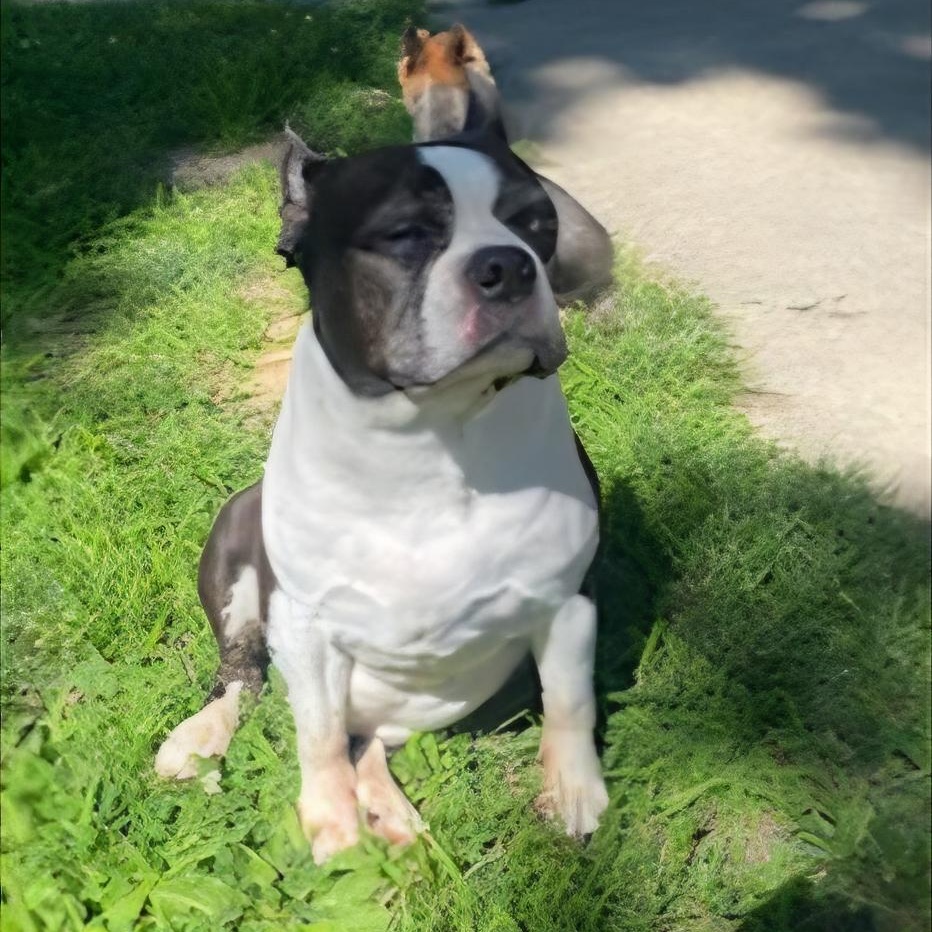 Roscoe in MO, a Adoptable Boston Terrier in St Louis, MO image 4/6