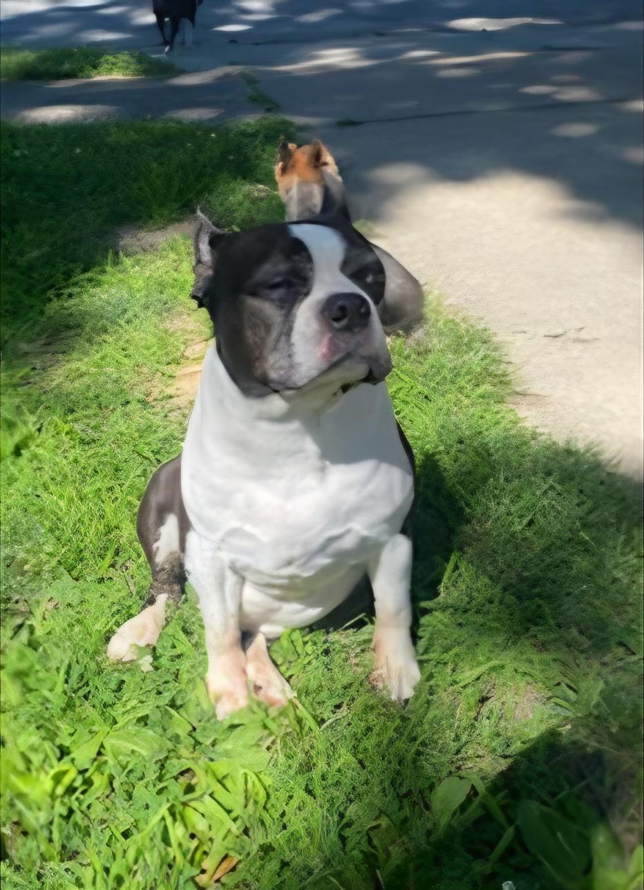 Enlarge Roscoe in MO, a Adoptable Boston Terrier in Kansas City, MO image 6/6