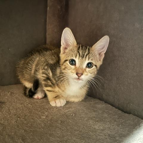 Neteyam, Adoptable, Kitten Male Domestic Short Hair.
