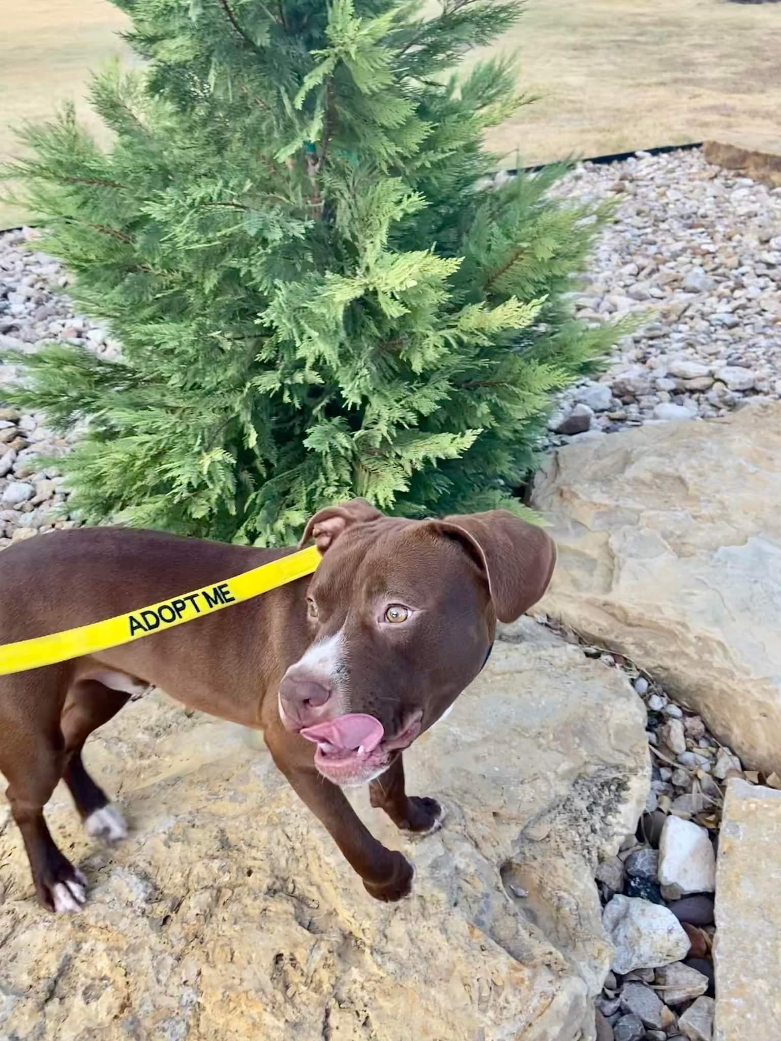 Rocky 2.0, Adopted, Adult Male Pit Bull Terrier.