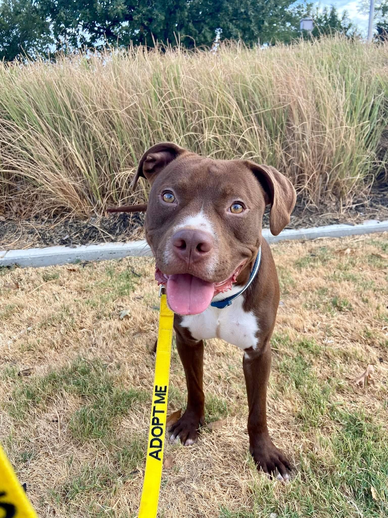Enlarge Rocky 2.0, a Adopted mixed breed in Arlee, MT image 2/6