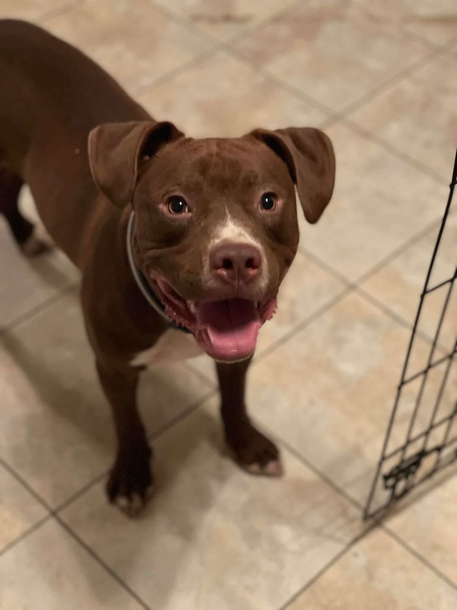 Enlarge Rocky 2.0, a Adopted mixed breed in Arlee, MT image 3/6