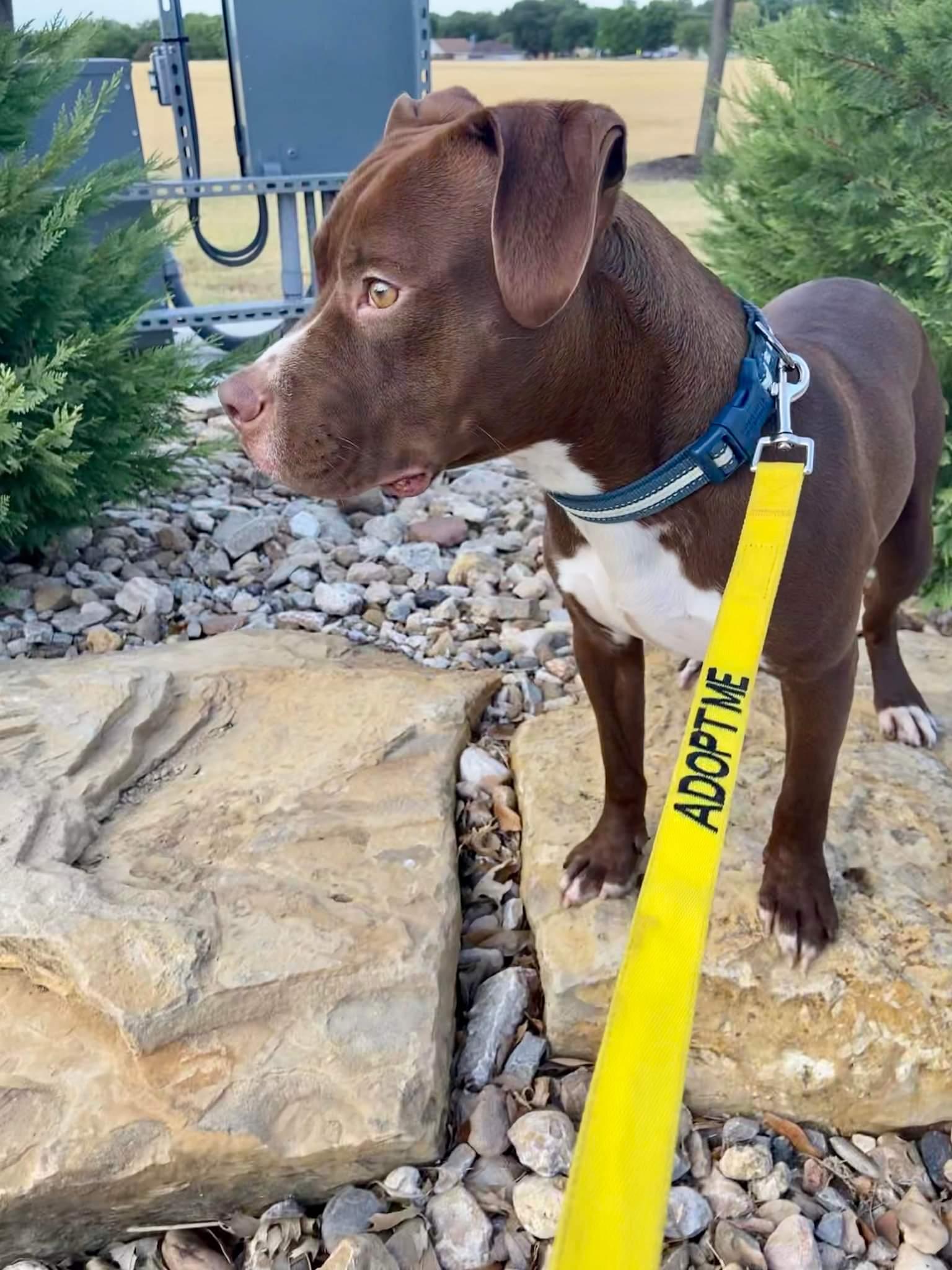 Enlarge Rocky 2.0, a Adopted mixed breed in Arlee, MT image 4/6