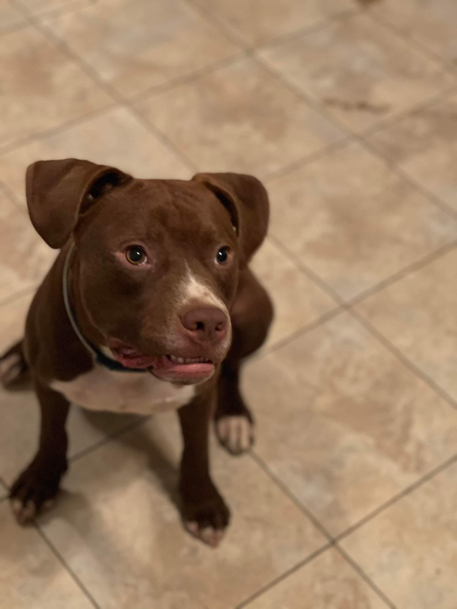 Enlarge Rocky 2.0, a Adopted mixed breed in Arlee, MT image 5/6