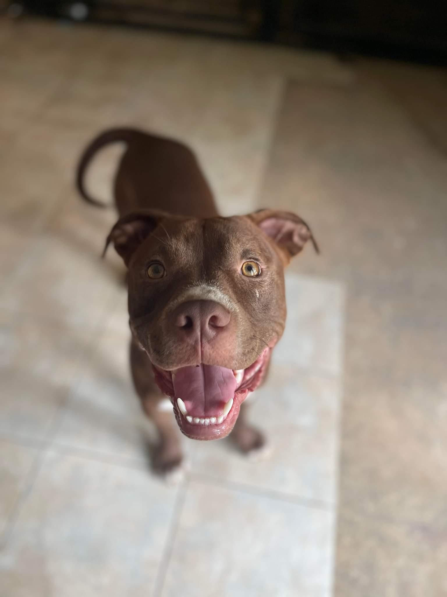 Enlarge Rocky 2.0, a Adopted mixed breed in Arlee, MT image 6/6