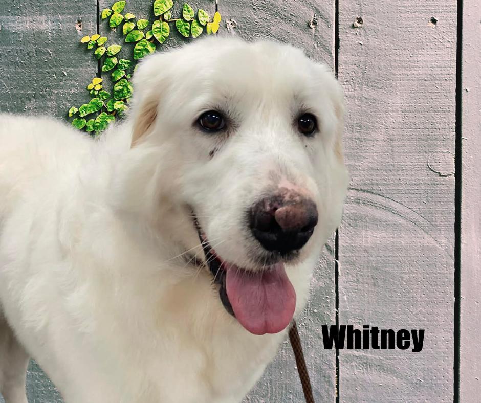 Whitney, a ADOPTABLE Great Pyrenees in Marshville, NC image 4/4