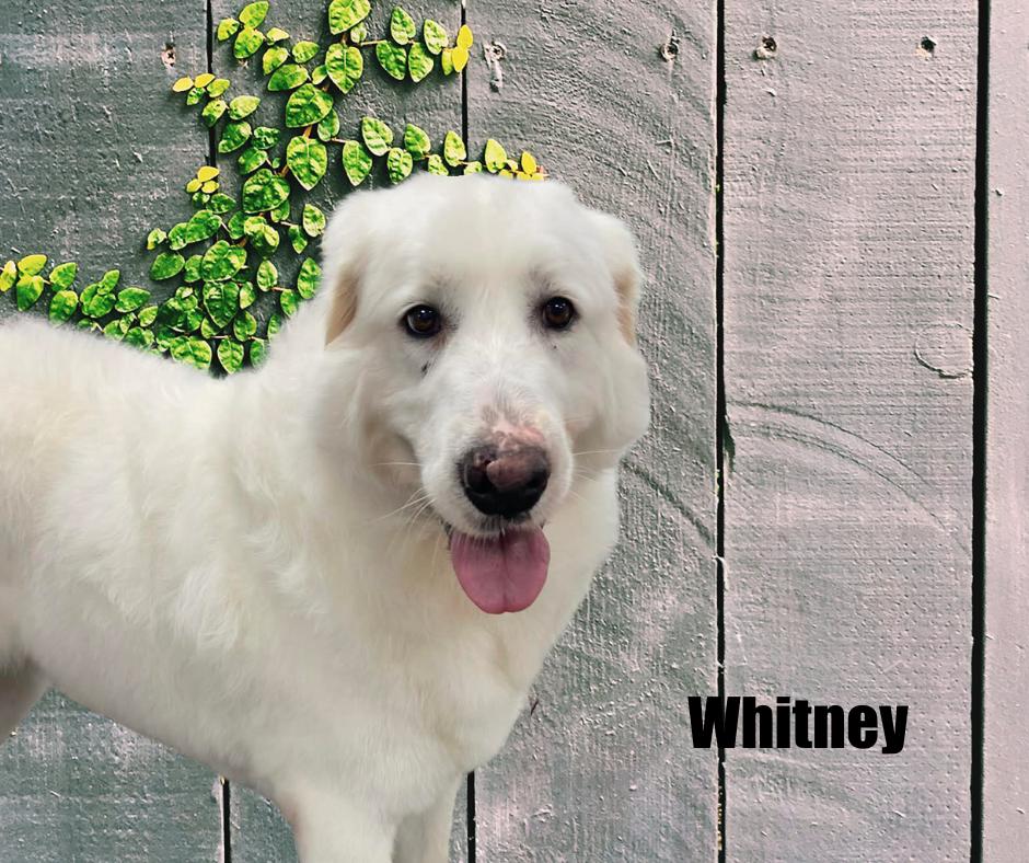 Whitney, a ADOPTABLE Great Pyrenees in Marshville, NC image 2/4