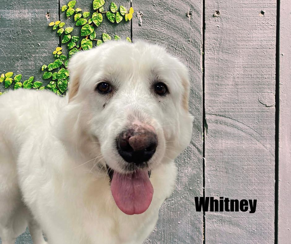 Whitney, a ADOPTABLE Great Pyrenees in Marshville, NC image 1/4