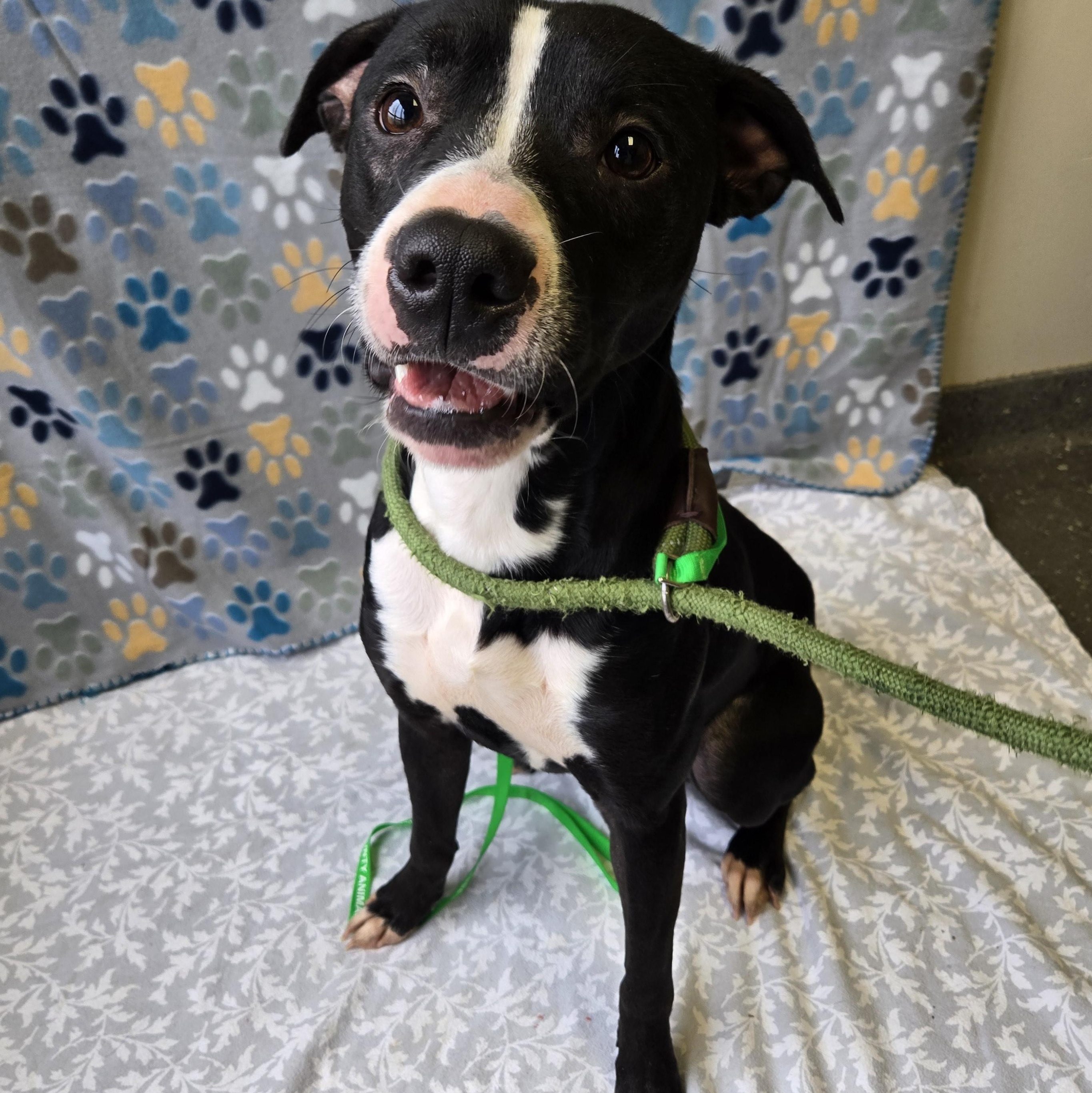 Enlarge Cole, a Adoptable Pit Bull Terrier in Valparaiso, IN image 3/3
