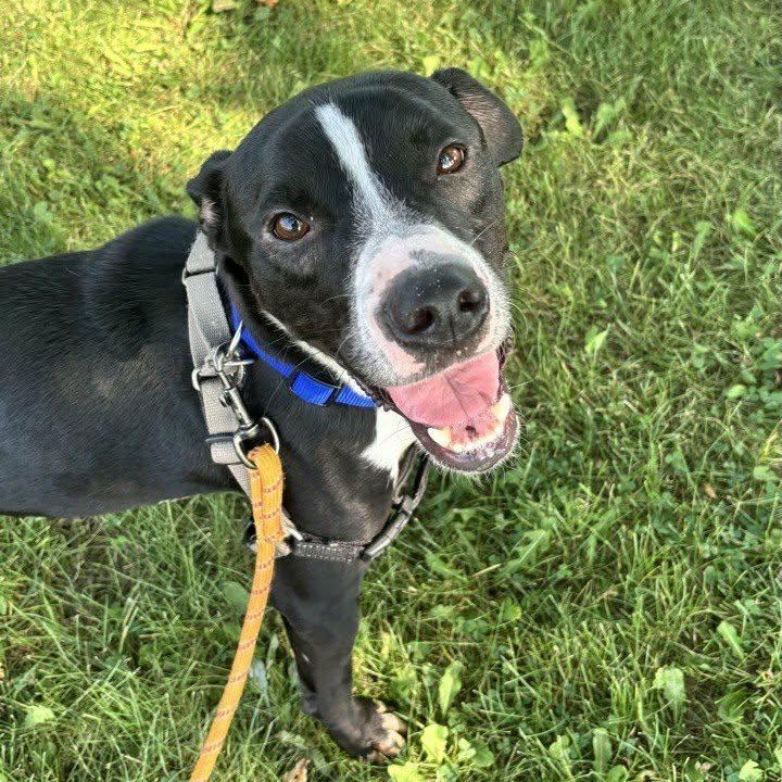 Cole, Adoptable, Adult Male Pit Bull Terrier.
