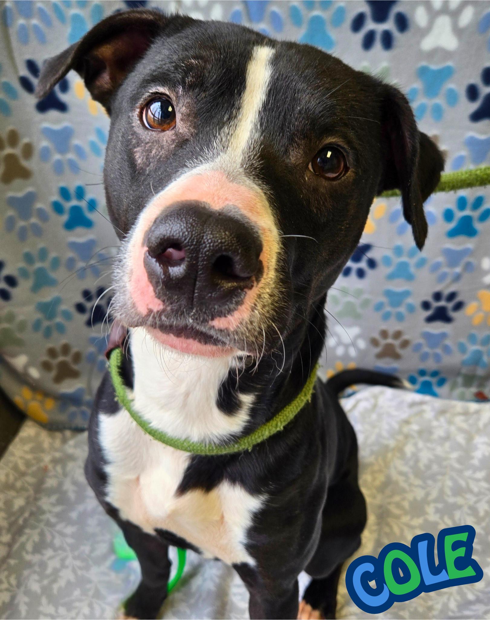 Enlarge Cole, a Adoptable Pit Bull Terrier in Valparaiso, IN image 2/3