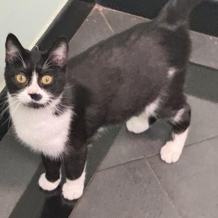 Enlarge Liana, a ADOPTABLE mixed breed in Bolingbrook, IL image 3/4