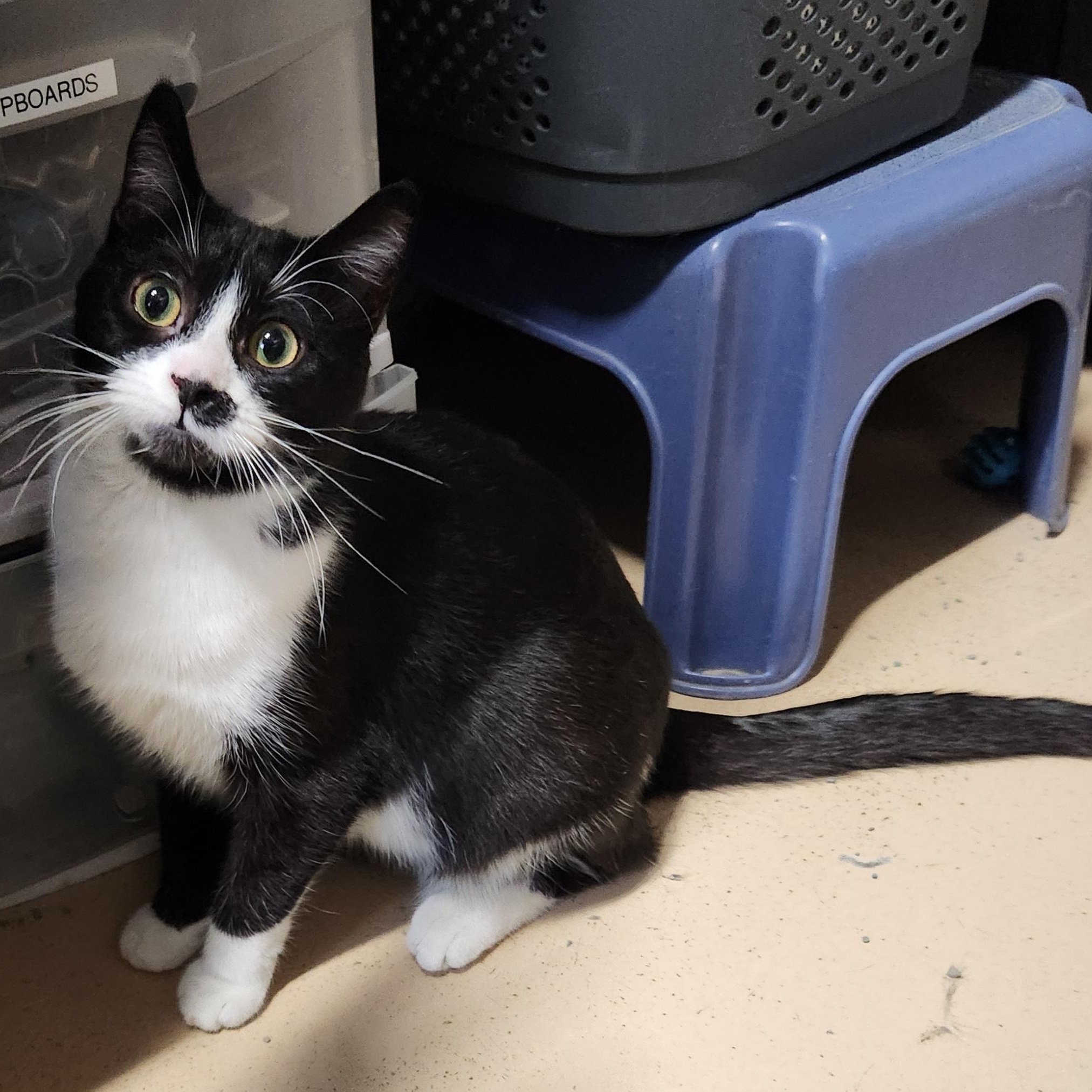 Enlarge Liana, a ADOPTABLE mixed breed in Bolingbrook, IL image 2/4