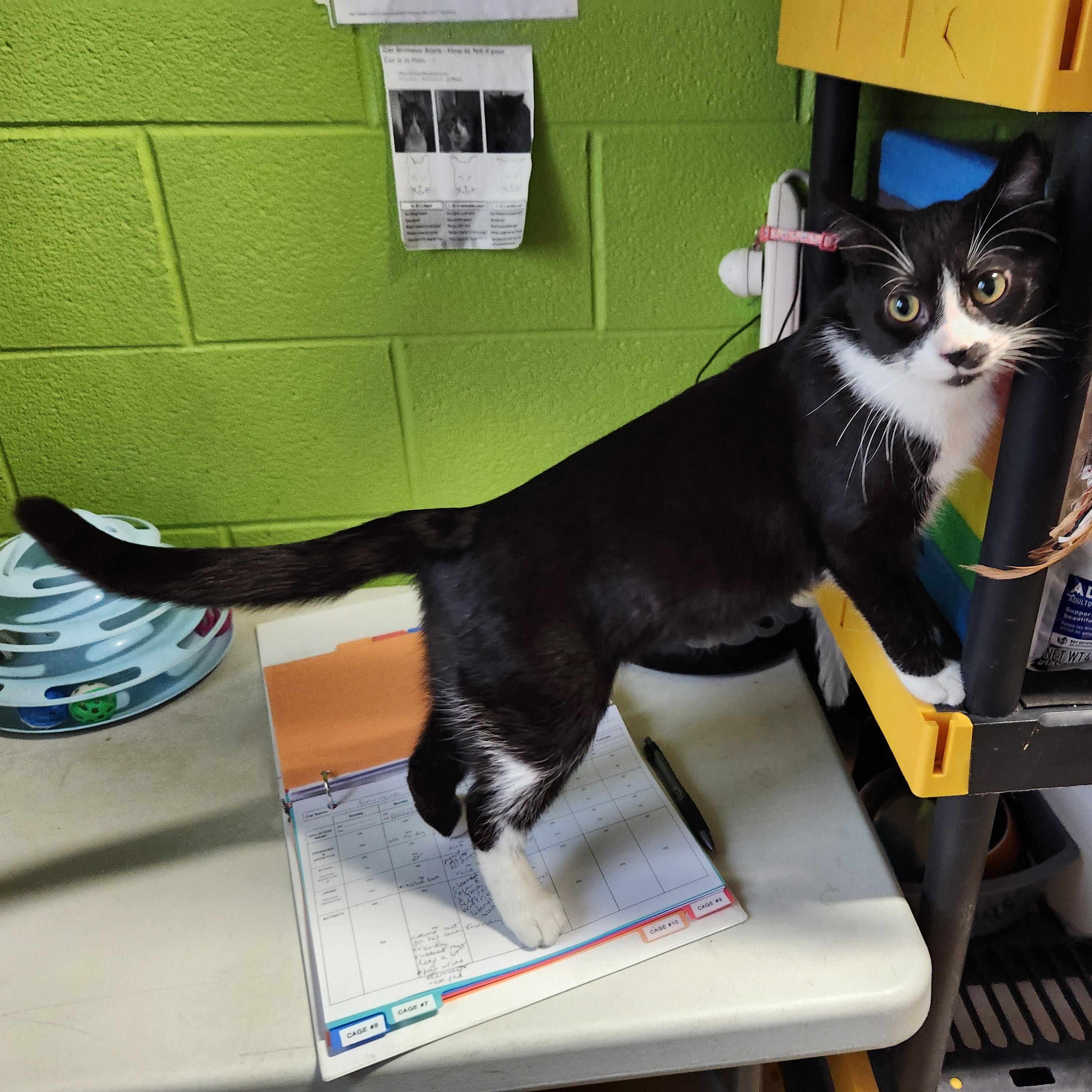 Liana, ADOPTABLE, Adult Female Domestic Short Hair.