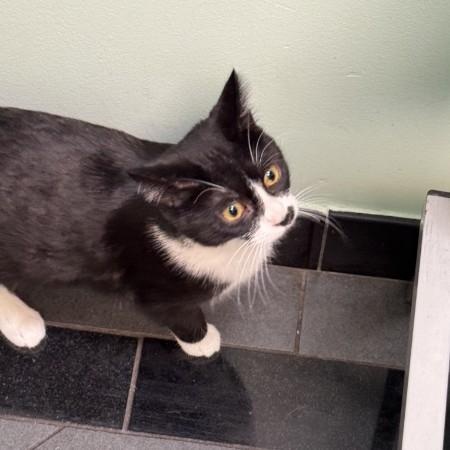 Enlarge Liana, a ADOPTABLE mixed breed in Bolingbrook, IL image 4/4