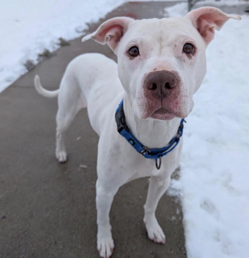 Britney, Adoptable, Adult Female Terrier.