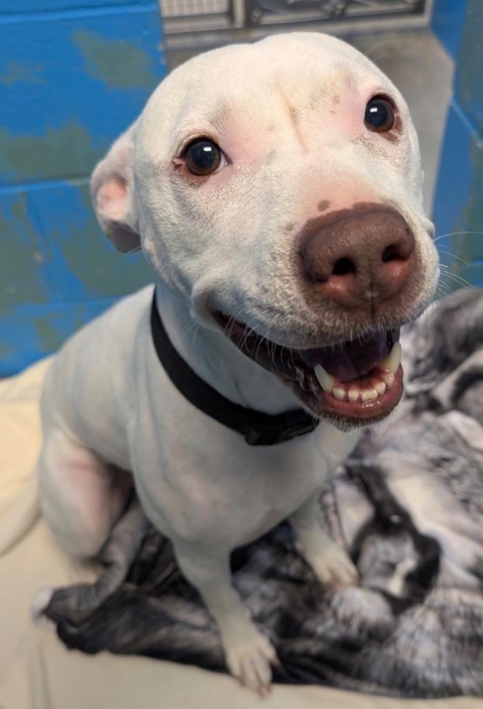 Britney, a Adoptable mixed breed in Defiance, OH image 5/6