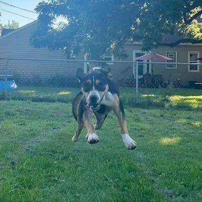 Enlarge Cooper 22715, a Adoptable Hound in Minneapolis, MN image 1/6
