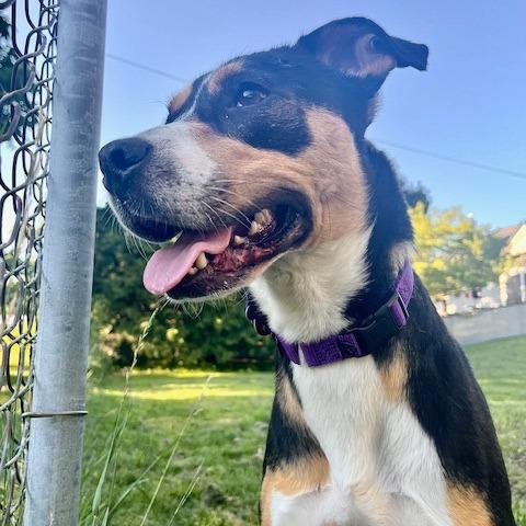 Enlarge Cooper 22715, a Adoptable Hound in Minneapolis, MN image 2/6