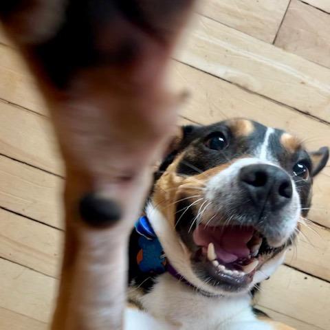 Enlarge Cooper 22715, a Adoptable Hound in Minneapolis, MN image 3/6