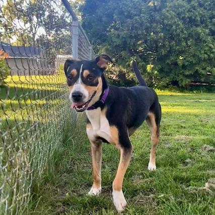 Enlarge Cooper 22715, a Adoptable Hound in Minneapolis, MN image 5/6