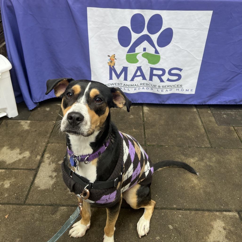 Enlarge Cooper 22715, a Adoptable Hound in Minneapolis, MN image 6/6
