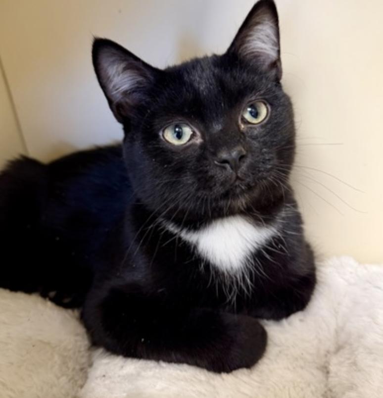 Strudel, Adoptable, Young Male Domestic Short Hair.