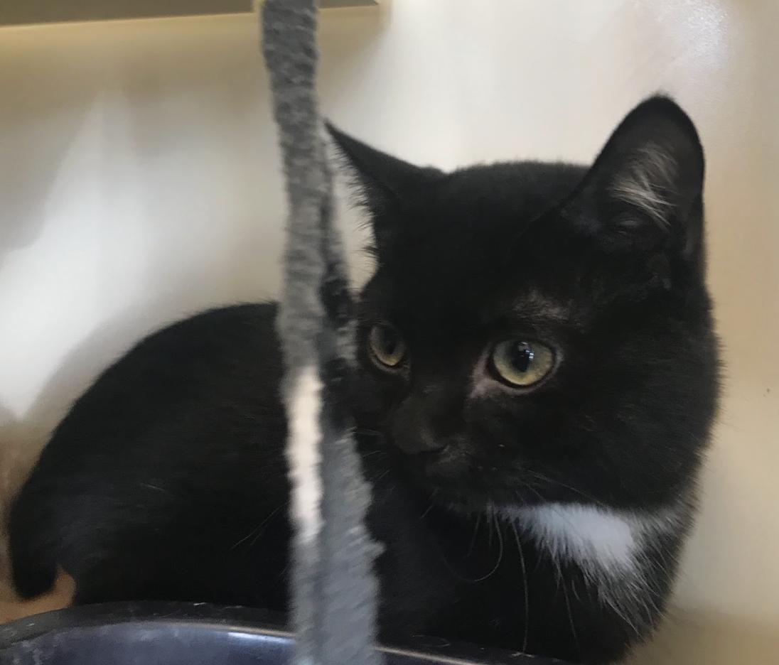 Enlarge Strudel, a Adoptable Domestic Short Hair in Buena Vista, CO image 3/3