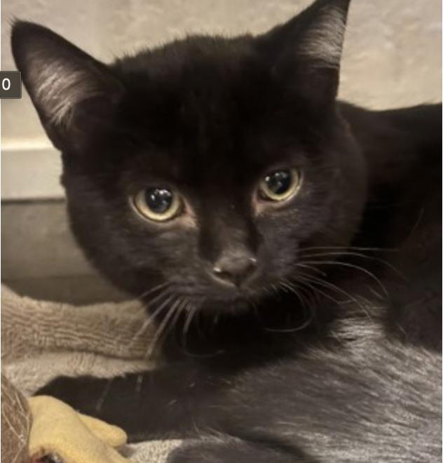 Enlarge Strudel, a Adoptable Domestic Short Hair in Buena Vista, CO image 2/5