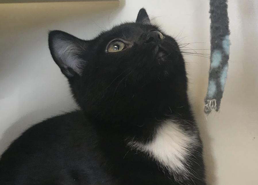 Enlarge Strudel, a Adoptable Domestic Short Hair in Buena Vista, CO image 2/3