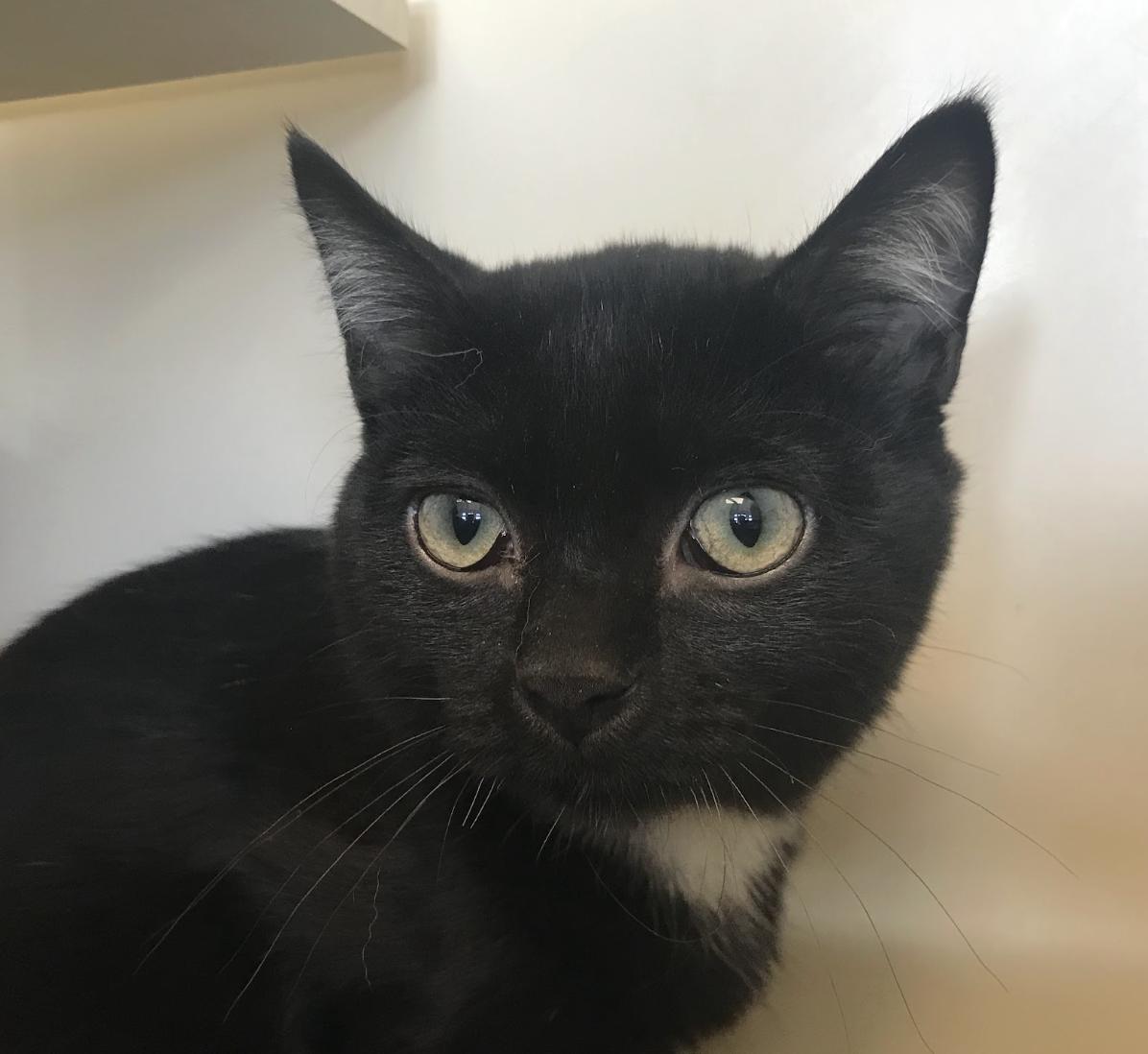 Enlarge Strudel, a Adoptable Domestic Short Hair in Buena Vista, CO image 1/3