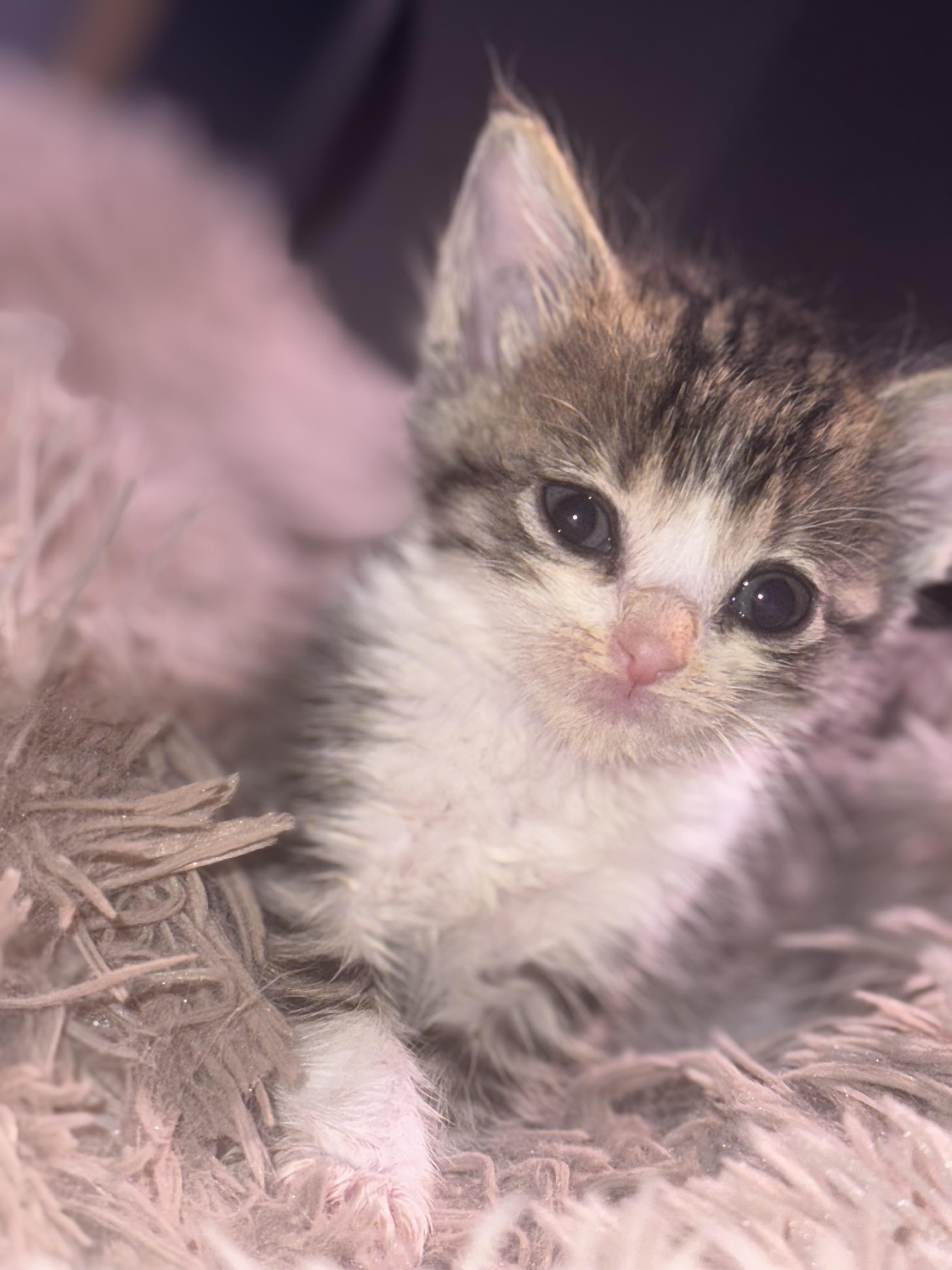 Poppy, Baby Female Domestic Short Hair