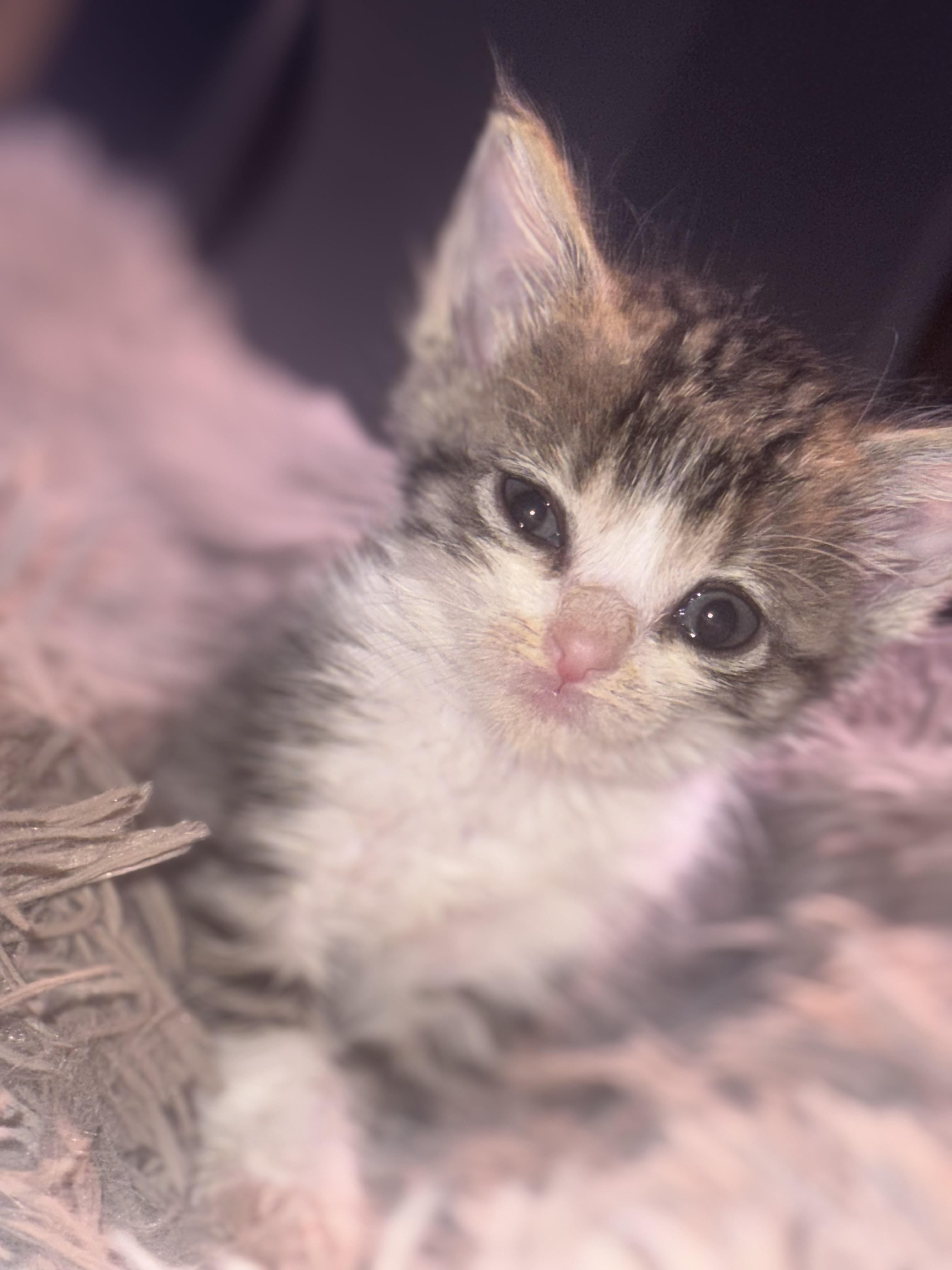 Poppy photo 3