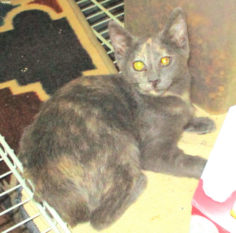 Enlarge Dandy, a Adoptable Domestic Short Hair in Woodbridge, VA image 1/2