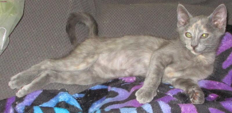 Enlarge Dandy, a Adoptable Domestic Short Hair in Woodbridge, VA image 2/2