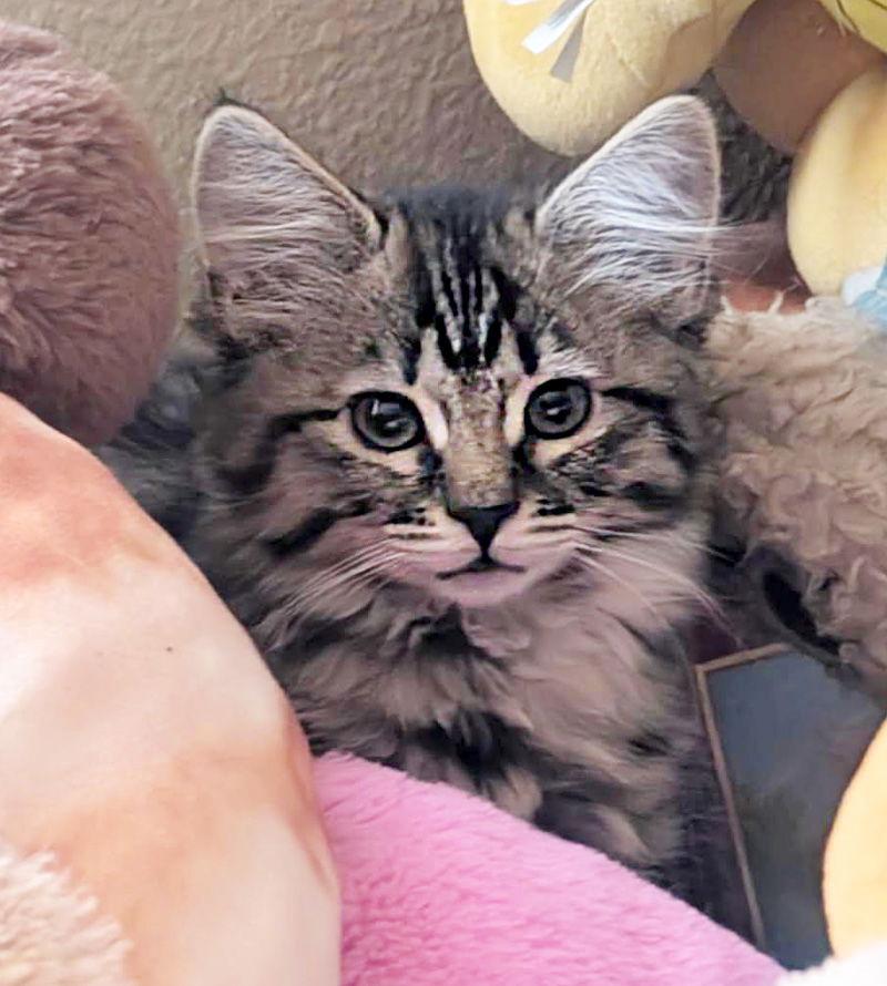 Merry, a Adoptable Domestic Long Hair in Ventura, CA image 1/3