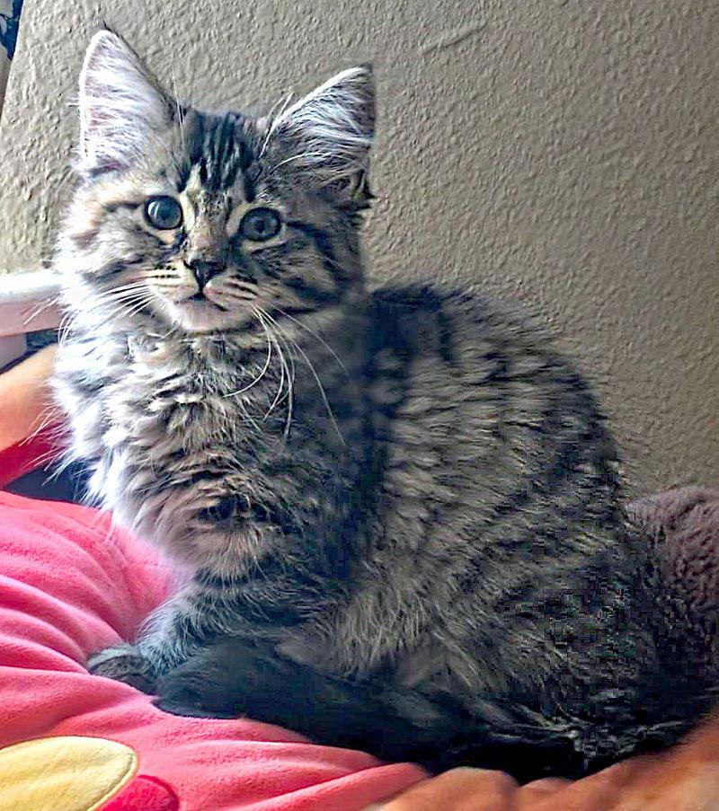 Merry, a Adoptable Domestic Long Hair in Ventura, CA image 2/3