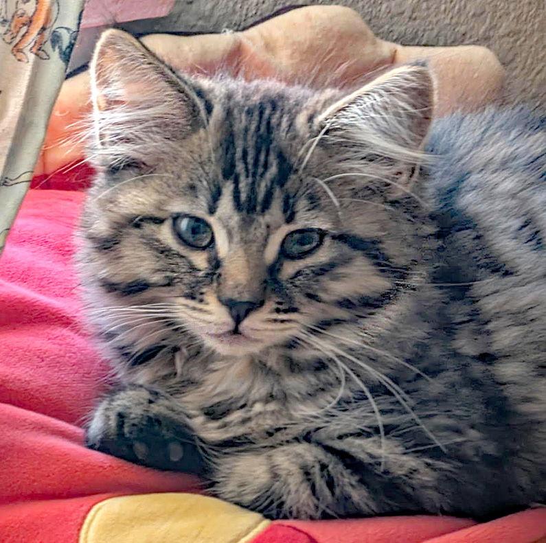 Merry, a Adoptable Domestic Long Hair in Ventura, CA image 3/3