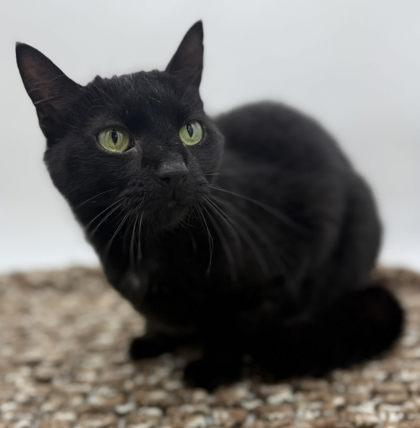 Enlarge Shadow, a Adoptable mixed breed in Bowling Green, KY image 1/3