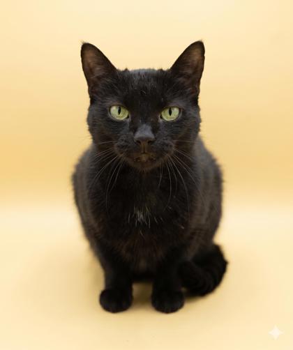 Enlarge Shadow, a Adoptable mixed breed in Bowling Green, KY image 2/3
